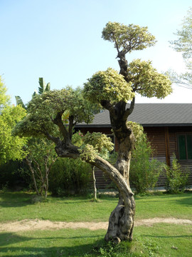 树木 小屋 草地