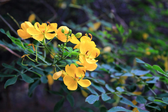 双荚决明花