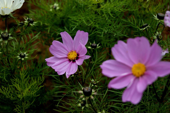 春花烂漫