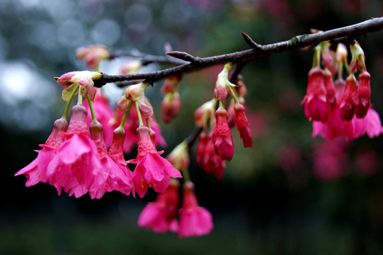 春花烂漫