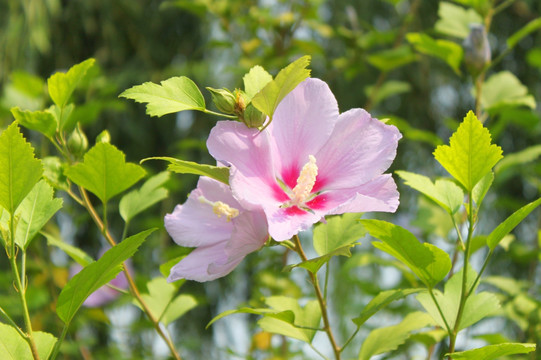 木槿花