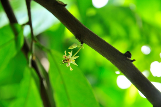 树木发芽