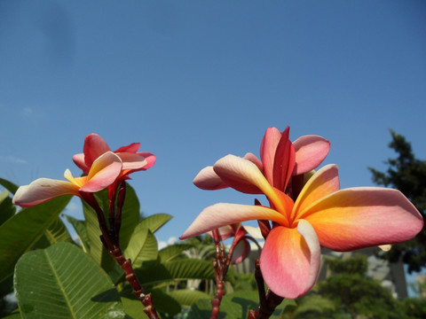 鸡蛋花