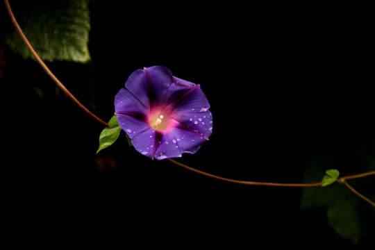 牵牛花