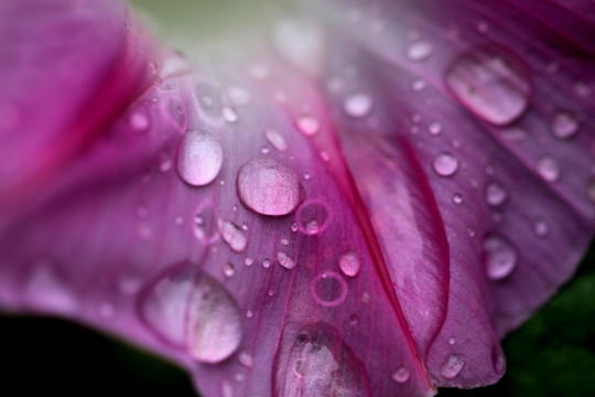 牵牛花