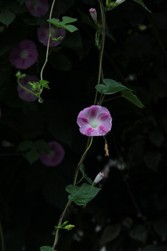 牵牛花