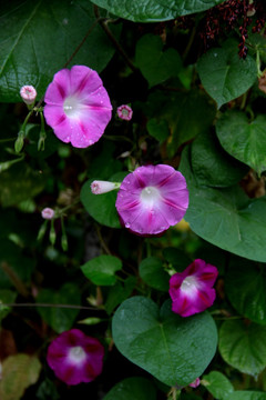 牵牛花