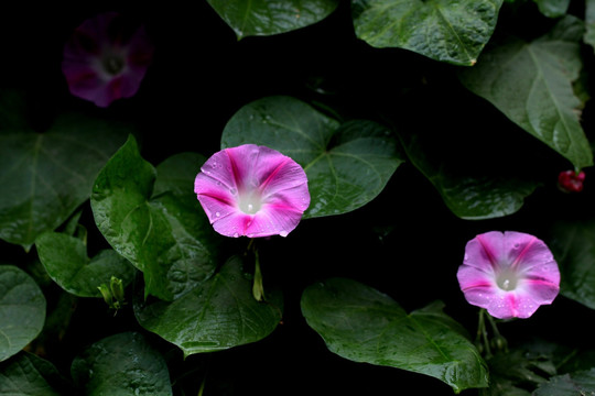 牵牛花