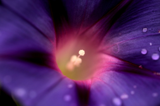 牵牛花