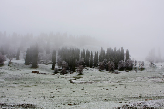 春雪