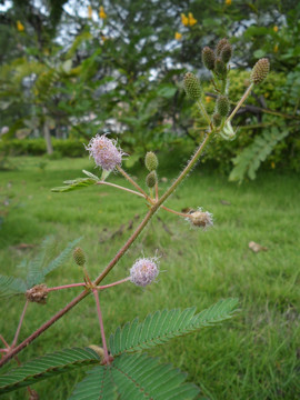 含羞草