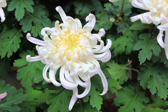 菊花
