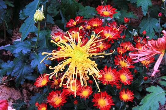 菊花