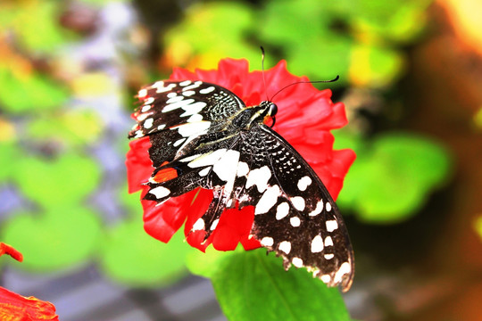 蝶恋花