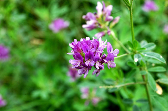 紫藤 野花