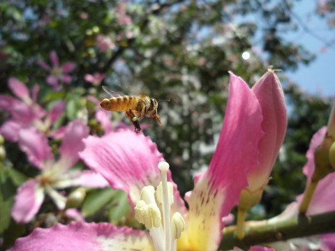 美丽异木棉 蜜蜂