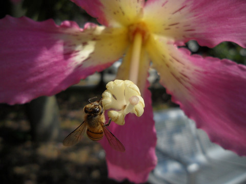 美丽异木棉 蜜蜂