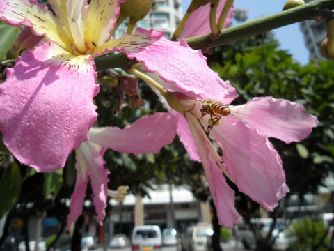 美丽异木棉 蜜蜂