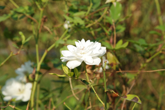 白月季