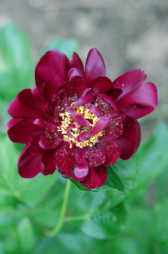 玫瑰花