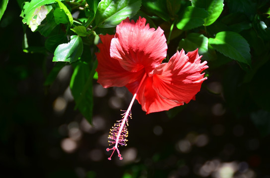 扶桑花