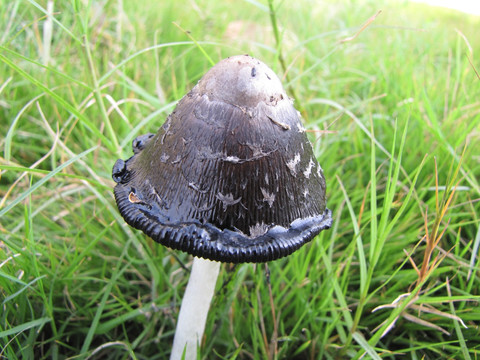 草地上的蘑菇