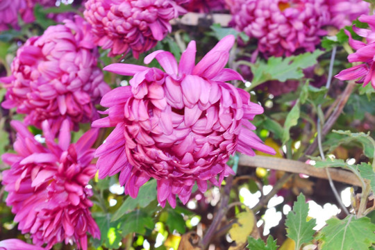 菊花