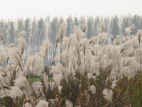 芦花 杨树林 田野