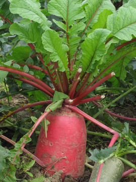 生长在地里的有机蔬菜 红萝卜