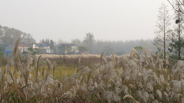 芦花 民居 农村 早晨田野