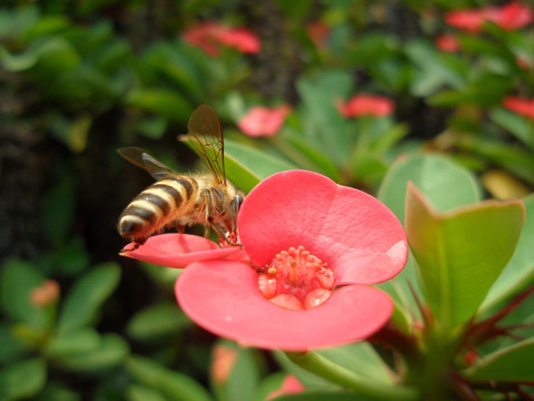 蜜蜂 虎刺梅