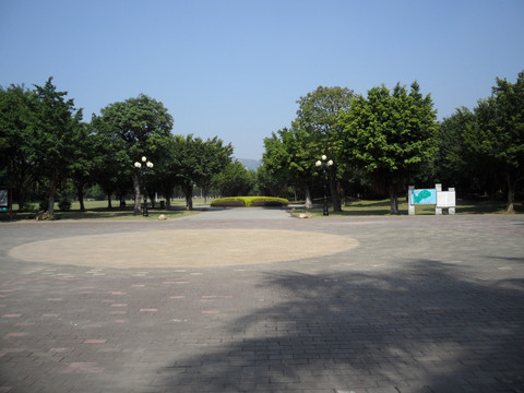 树林 广场