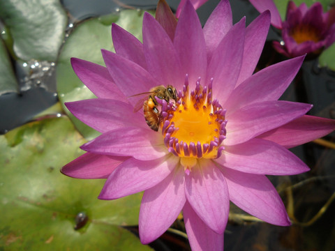 蜜蜂