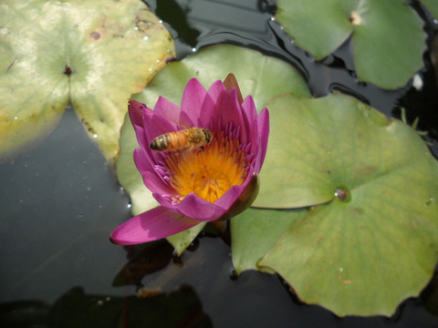 蜜蜂
