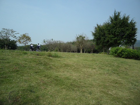 草地 树林