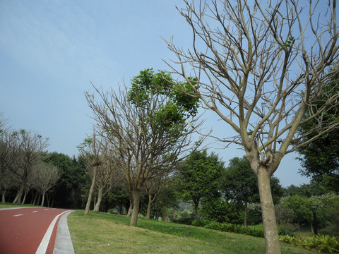 道路 树木