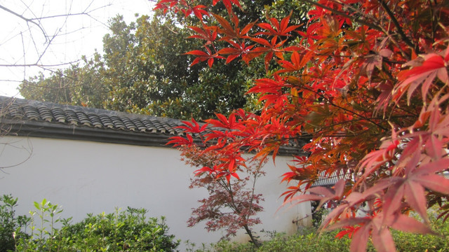 红枫叶与古院墙