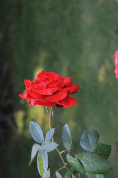月季花