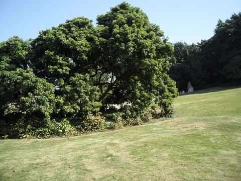 草地 树林