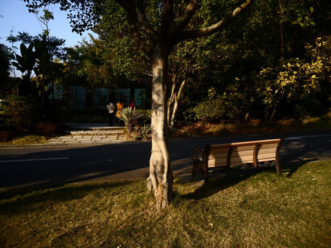 树木 长椅