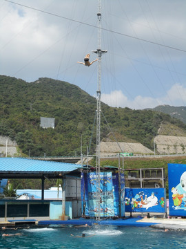 高空跳水 深圳海洋世界