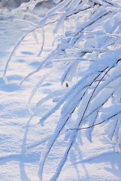 雪