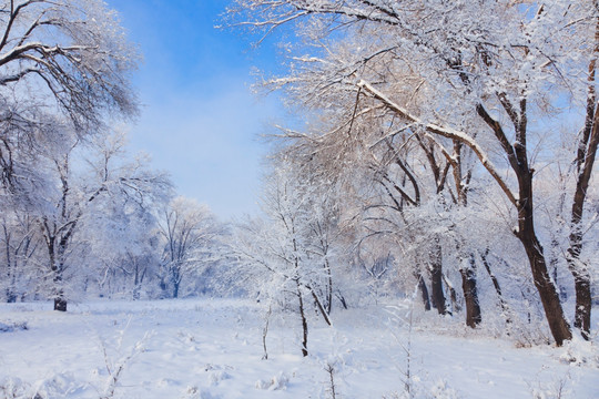 冬雪