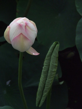 荷花