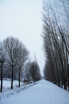 大雪