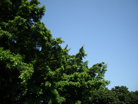 树木风景 蓝天