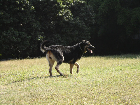 狼狗 犬 草地 树林