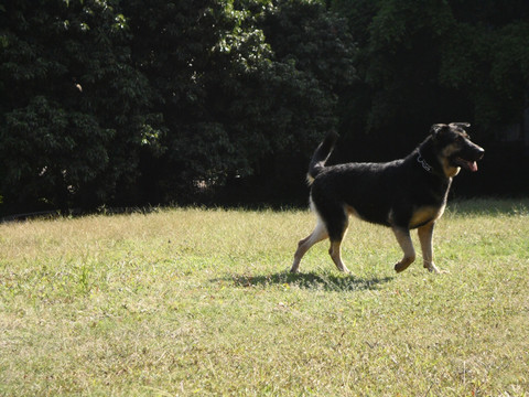 狼狗 犬 草地 树林