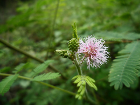 含羞草 花草