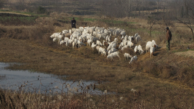 冬季牧羊 山羊